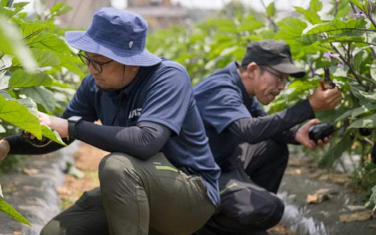 水茄子の品質をチェックする