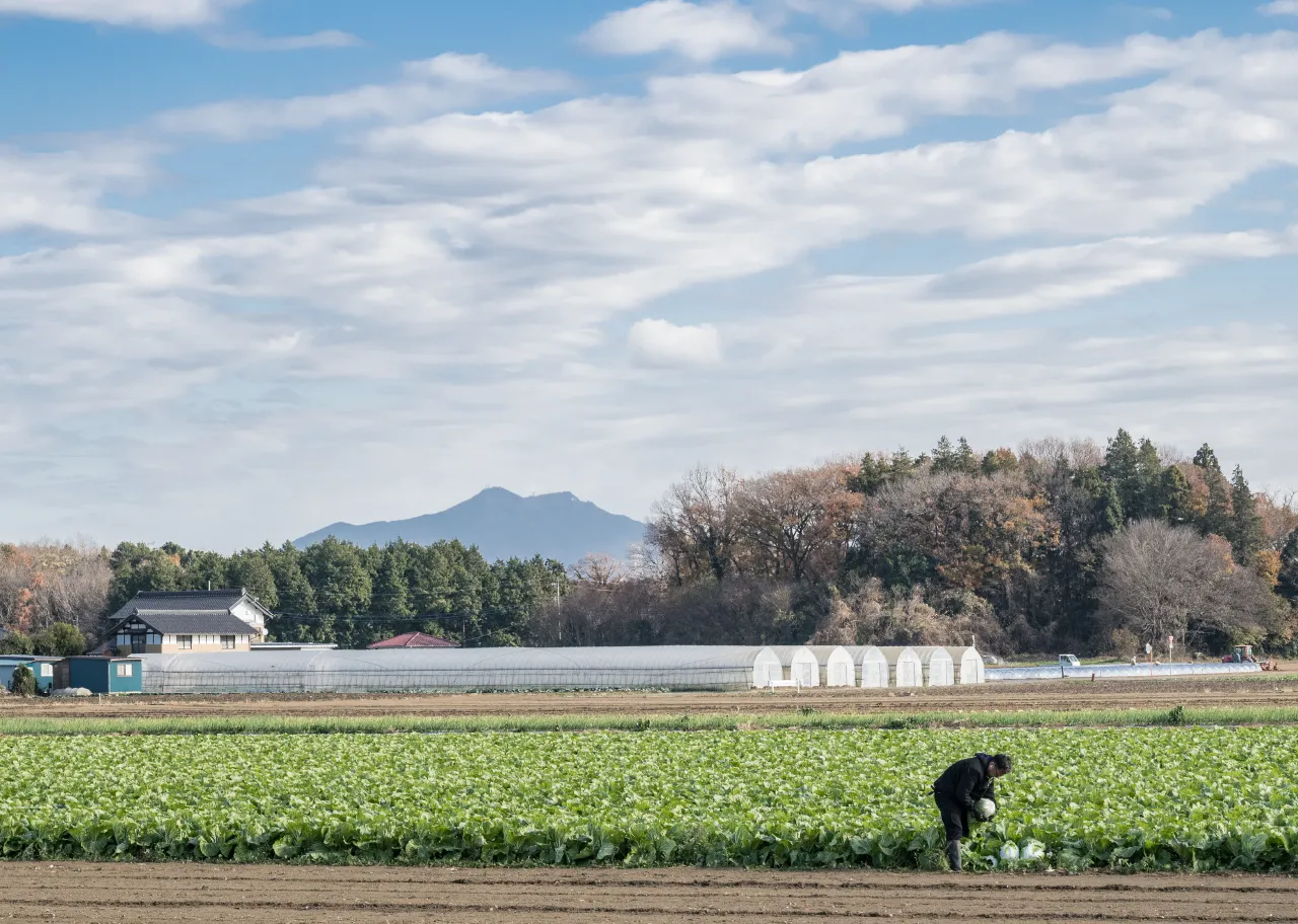 白菜畑で収穫をしている