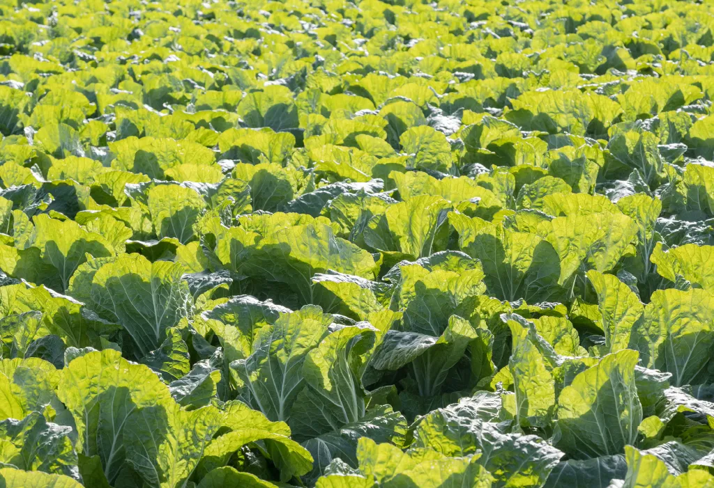 大きく育った白菜の葉