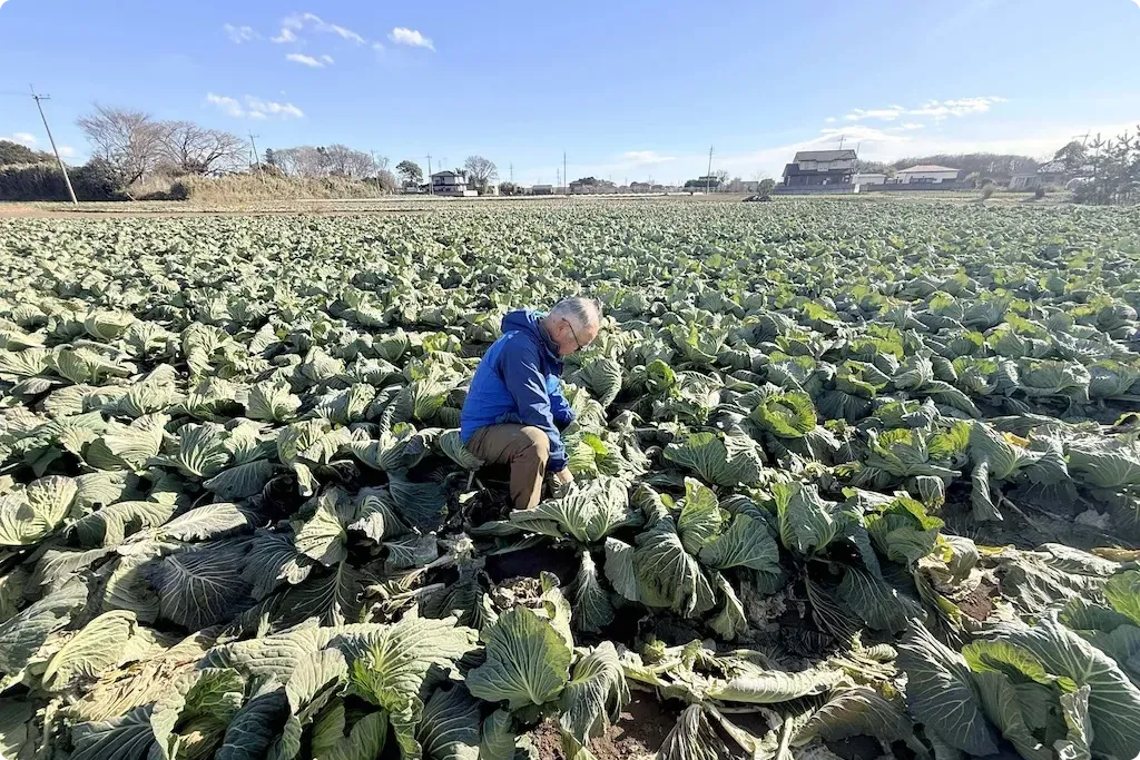 広大なキャベツ畑での収穫