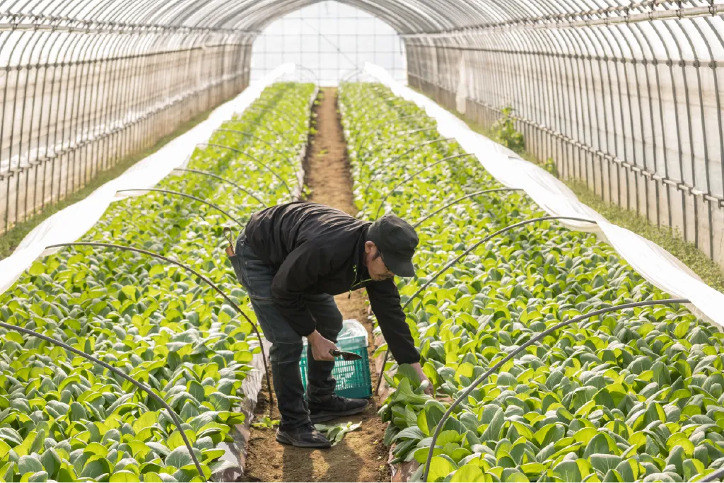 チンゲンサイを収穫している