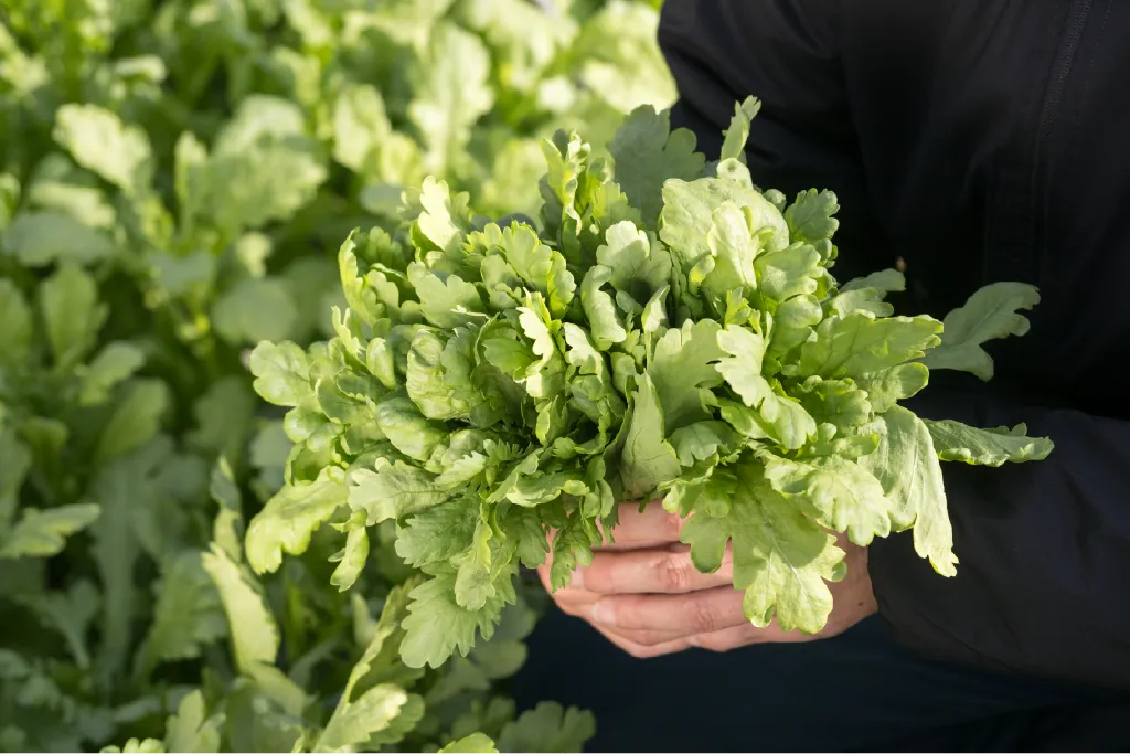 両手で春菊を持っている