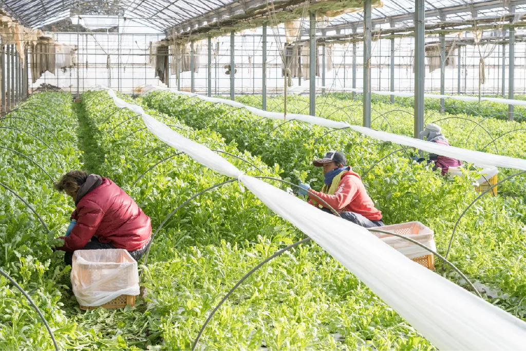 数人で春菊を収穫している